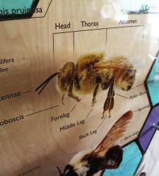 Information about the anatomy of a bee displayed on a honeycomb.